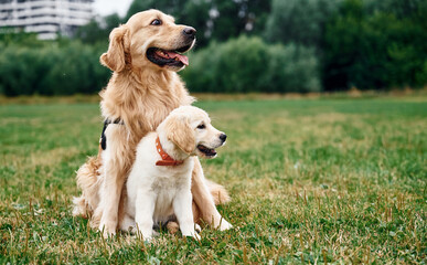 Two dogs are on the field outdoors. Adult and puppy golden retrievers