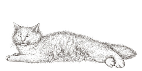 Vector illustration of a sleeping fluffy white cat in engraving style - obrazy, fototapety, plakaty