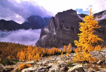 Larch on Saddleback Trail - Banff NP - Larch in fall with golden needles, rocky scree and cliffs and dramatic sky and clouds - Alberta, Canada -  © Richard