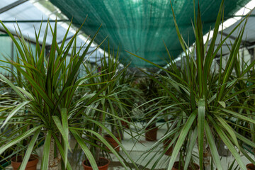 Indoor plants from a representative in the greenhouse, close-up.
