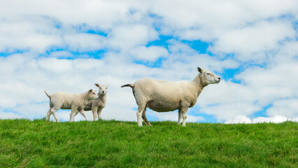 Lambs and Sheep on the Dutch dike by the lake IJsselmeer, Spring views, Netherlands Sheeps in a meadow on green grass. Netherlands Noordoospolder