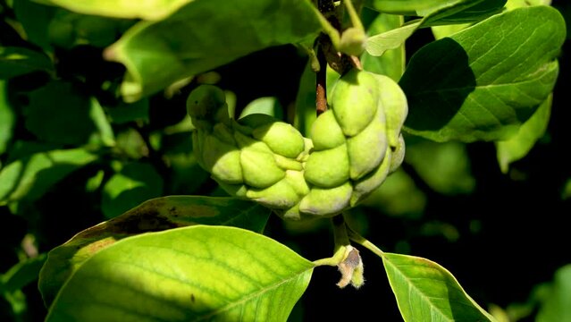 Seeds of Magnolia x soulangeana (Saucer Magnolia) . Magnolia sp., the fruit, unripe seed pod.