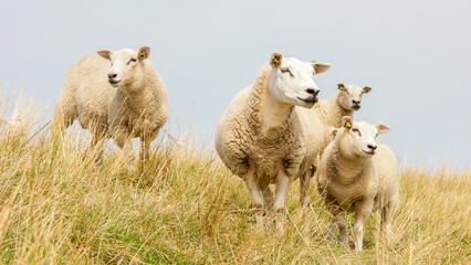 Lambs and Sheep on the Dutch dike by the lake IJsselmeer, Spring views, Netherlands Sheeps in a meadow on green grass. Netherlands 