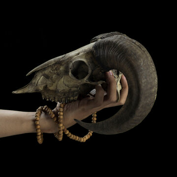 Photo of Horned Goat Or Sheep Hand and Skull