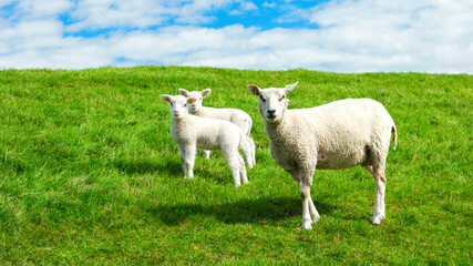 Obraz premium Lambs and Sheep on the Dutch dike by the lake IJsselmeer, Spring views, Netherlands Sheeps in a meadow on green grass