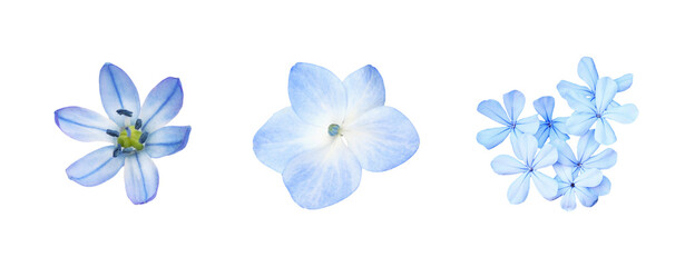Set of different blue flowers (scilla; plumbago; hydrangea) isolated on white or transparent...