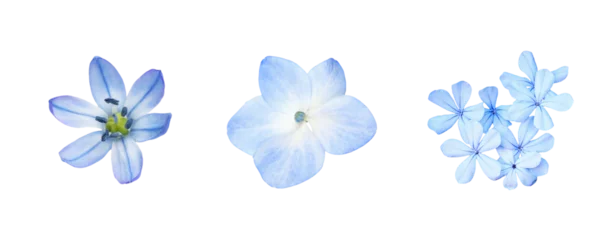 Foto op Plexiglas Set of different blue flowers (scilla  plumbago  hydrangea) isolated on white or transparent background. Top view. © Ortis