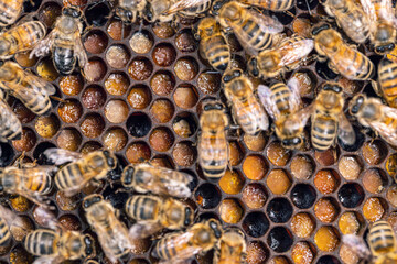 Close up shot of bees in a bee hive