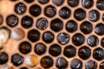 Bee larvae on brood comb