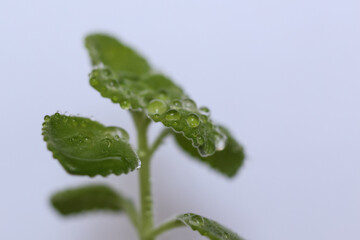 Plectranthus amboinicus, mexican mint plants covered in water drops