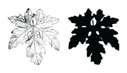 two black and white drawings of leaves, maple leaf vector black and white color 