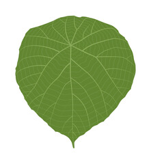 Obraz premium green leaf isolated on white, Green leaf isolated on white background, Green leaves of tropical Green leaf isolated on white background,