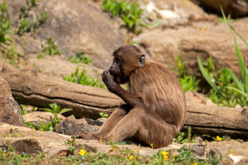 Bébé Gelada assis sur le sol