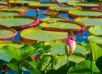 Water lily Victoria amazonica in a pond in bright sunlight