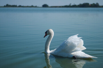 Obraz premium swan on the lake
