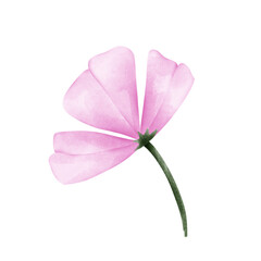 pink flower isolated on white background