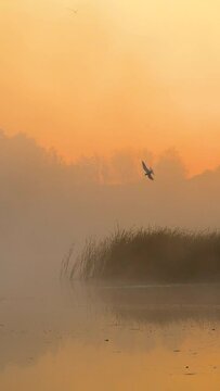 sunrise on the lake with flying birds
