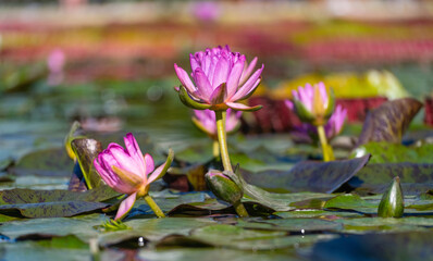 lilac tetrahedral water lily in the pond on a sunny day