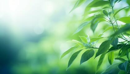 Green leaf blur background, Nature background