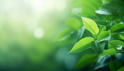 Fototapeta na wymiar Green leaf blur background, Nature background