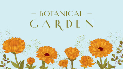 Banner botanical garden, background with calendula. - obrazy, fototapety, plakaty
