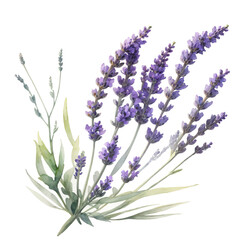 Lavender Plant | Floral Summer PNG | Transparent PNG | Instant Download