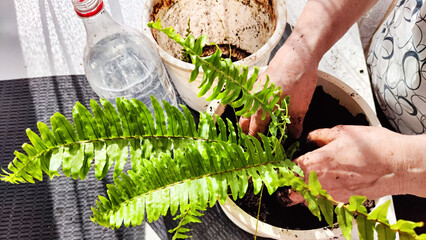 Transplanting a houseplant fern and female hands. A housewife gardener is transplanting plant into new pot © keleny