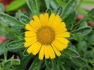 blooming gold coin plant flower,  pallenis maritima plant, close up