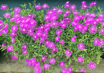 ice plant in pink blossom
