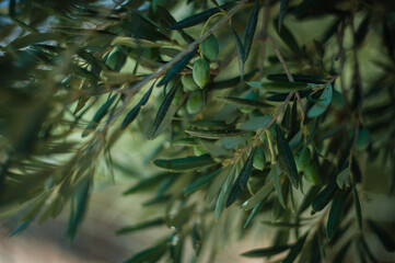 olive branches