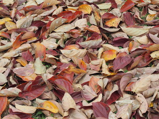 秋　落ち葉　紅葉した柿の葉