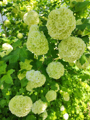 blooming snowball bush Viburnum close up