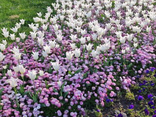 white tulips and purple daises blooming in the park