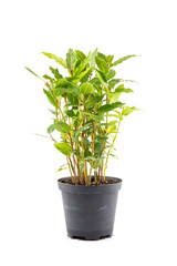 Obraz premium Small laurel tree in flower pot