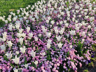 white tulips and purple daises blooming in the park