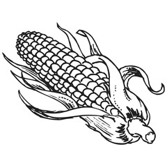 corn sketch vector illustration