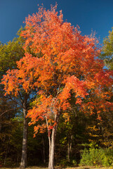 Tall tree with bright orange leaves isolated against green background. Tree during fall foliage in New England.