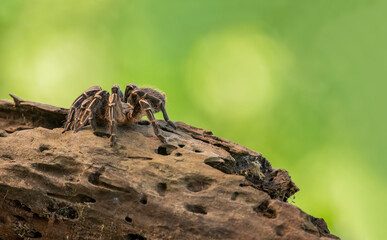 Aphonopelma Seemanni Common name Costa Rica Zebra Species Species New world terrestrial Natural Habitat such as Honduras, Nicaragua and Costa Rica...