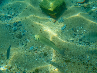 underwater image of a solitary fish swimming on the seabed with sand and stones on the Mediterranean coast