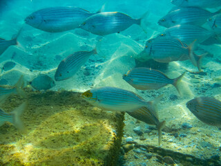 underwater image of a pod of fish near the seabed passing over a rock on the mediterranean coast