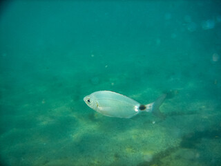 Foto subacuatica de una Oblada, pez solitario cruzando el mar azul cerca del fondo marino en las costas del mediterrneo