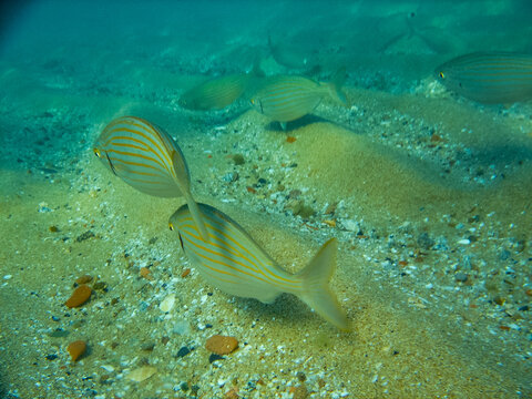 Imagen subacuatica de un grupo de salpas, buscando comida cerca del lecho marino en el mar mediterraneo 