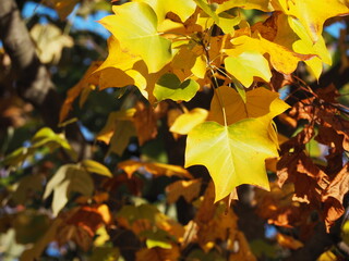 秋　紅葉　ユリノキ