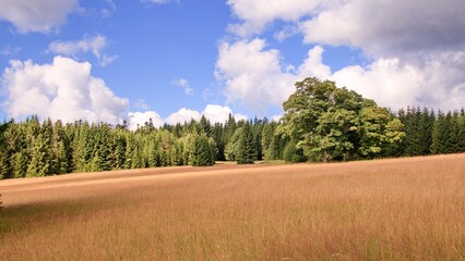 The beautiful nature with meadows and trees at National Park Sumava, Czech republic
