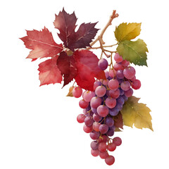 Watercolor Wine Clipart - Digital PNG Wine Grapes, Red and White Wine Celebration Transparent PNG