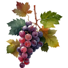 Watercolor Wine Clipart - Digital PNG Wine Grapes, Red and White Wine Celebration Transparent PNG