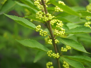 ムラサキシキブ　まだ青い実