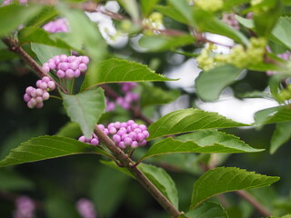 秋　ムラサキシキブの実