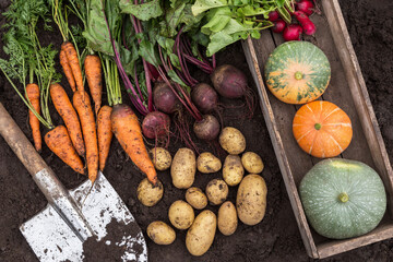 Autumn harvest of fresh raw carrot, beetroot, pumpkin, radish and potato on soil ground in garden....