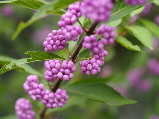 秋　ムラサキシキブの実